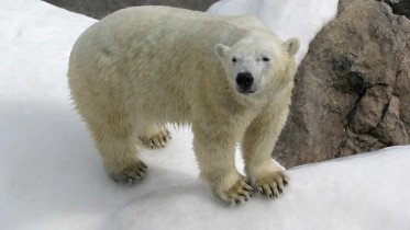 Polar-Bear-Snow-Nature-Winter