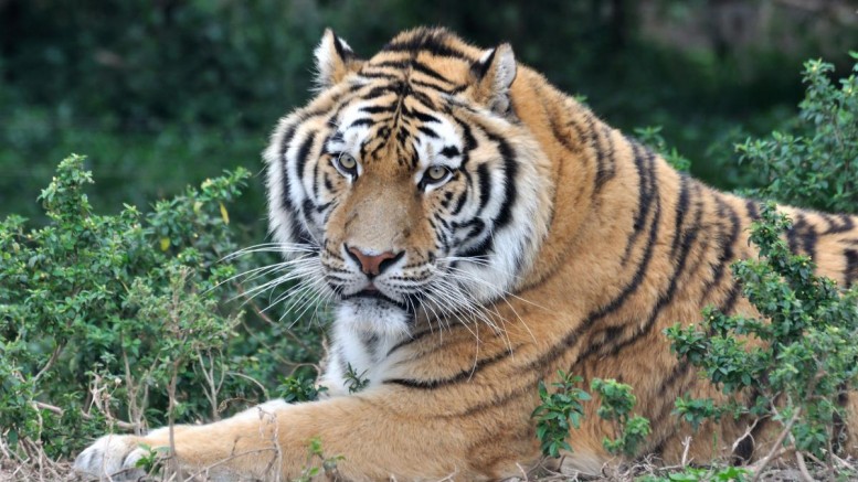 OOPS: Man eaten alive at zoo after trying to sneak in through tigers’ pen